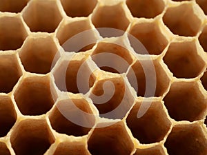 Close up of bee hive honey bee hexagonal cells