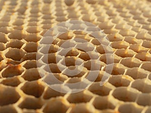 Close up of bee hive honey bee hexagonal cells