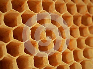 Close up of bee hive honey bee hexagonal cells