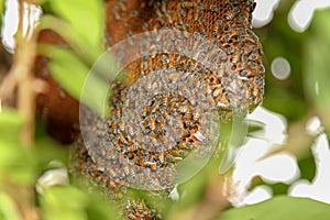 close up bee on honeycomb in nature at thailand