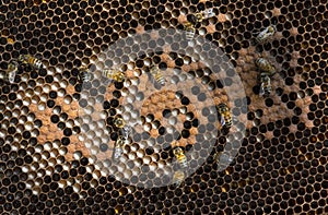 close-up on bee honeycombs filled with bee larvae or empty