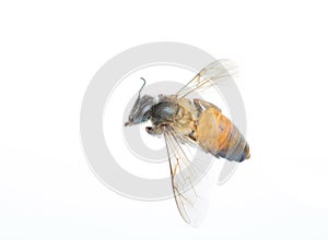 Close up bee isolated on white background