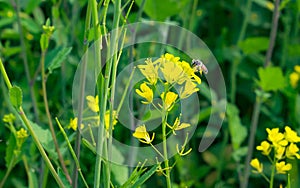 Close up of Bee on Mustered Flowers Brassicaceae or Cruciferae flowers