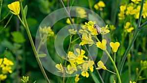 Close up of Bee on Mustered Flowers Brassicaceae or Cruciferae flowers