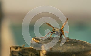 Close up of bee with open wings.