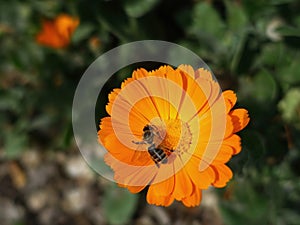 Close-up of bee on orange flower, bee is pollinating the flower