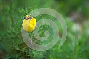 Close up of a bee over a wild yellow tulip blooming in a spring forest.