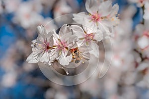 Close up. a bee perches on the flower of an almond tree during pollination and sucks pollen