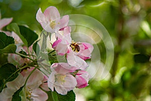 Close up, bee on a pink apple tree flower