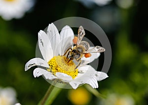 Close up bee with pollen.