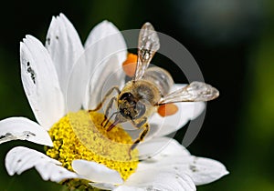 Close up bee with pollen.