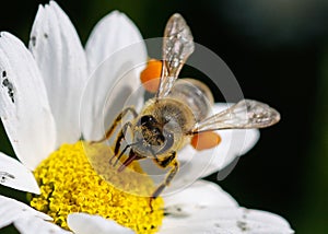 Close up bee with pollen.