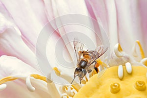 Close-up bee pollinating lotus flowers