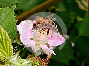 Close up of a bee pollinating a pink flower of a blackberry