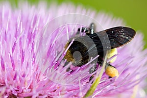 Bee pollinating a pink flower