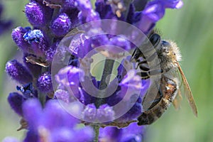 Close up of a bee pollinating on a purple bugleweed flower.