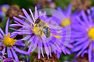 Close-up of bee pollinating Symphyotrichum oblongifolium also known as aromatic American, Fall, Wild Blue or Shale Aster