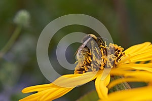 Close-Up of a bee pollinating a yellow flower