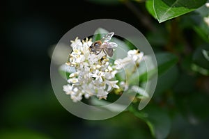 Close-up bee during the pollination
