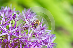 Close up of a bee on a purple allium bulb flower