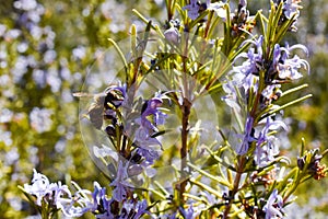 close up of a bee on a purple flower of green rosemary branch pollinating the plant and taking pollen in a spring day very sunny