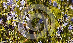 close up of a bee on a purple flower of green rosemary branch pollinating the plant and taking pollen in a spring day very sunny.