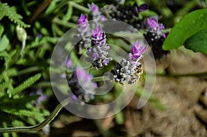 close up of a bee on a purple flowers of green lavender branch pollinating the plant and taking pollen in a spring day very sunny