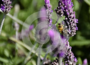 close up of a bee on a purple flowers of green lavender branch pollinating the plant and taking pollen in a spring day very sunny