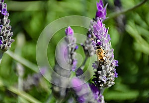 close up of a bee on a purple flowers of green lavender branch pollinating the plant and taking pollen in a spring day very sunny