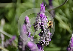 close up of a bee on a purple flowers of green lavender branch pollinating the plant and taking pollen in a spring day very sunny