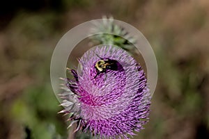 Close up of a bee on  purple thistle plant