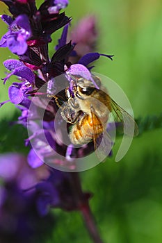 Close up of a Bee Retrieving Pollen from a Purple Salvia