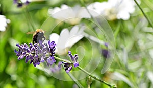Close-up of a bee sitting on a sprig of lavender with a light green background and white flowers