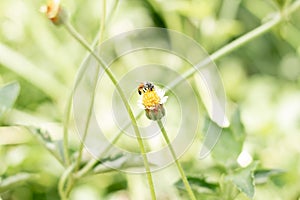 Close up bee on small flower of grass