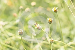 Close up bee on small flower of grass