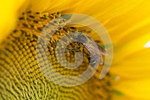 Close up of bee on sunflower.