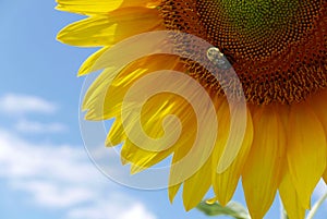 Close up of a bee on a sunflower with blue sky background