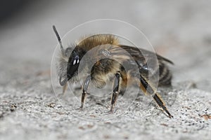 Close-Up of a Bee on Textured Surface