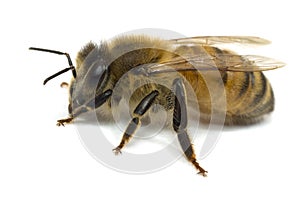 Close-up bee on white