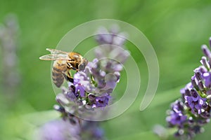 Da ape pascolare lavanda fiori 