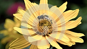 Close up of a bee working on a yellow flower