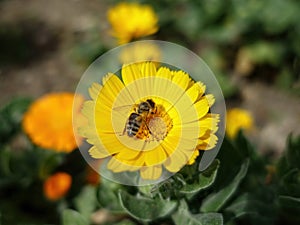 Close-up of bee on yellow flower, bee is pollinating the flower
