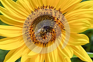 Close up of a Bee on yellow sunflower on summer