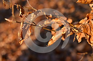 Close-up beech of branches with dry leaves in golden sunlight in autumn.