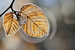 Close-up of a beech leaf still hanging on the branch of a tree. It is winter. The leaf is yellow. The edges are covered in frost