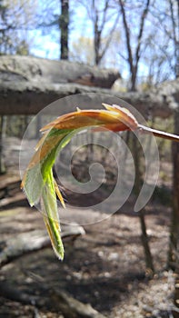 Close up of a Beech tree bud photo