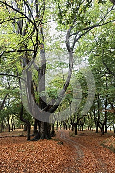 Close-up of a beech tree in the foreground on a forest path in autumn