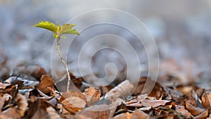 A Beech Tree Sapling (Fagus Sylvatica) photo