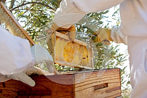 A close-up of a beehive honeycomb with lots of bees.