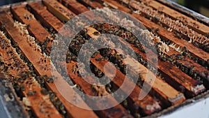 Close-up of beekeeper smoking a beehive honeycomb with fumigating smoke to place the frames. Fumigation. Beekeeping